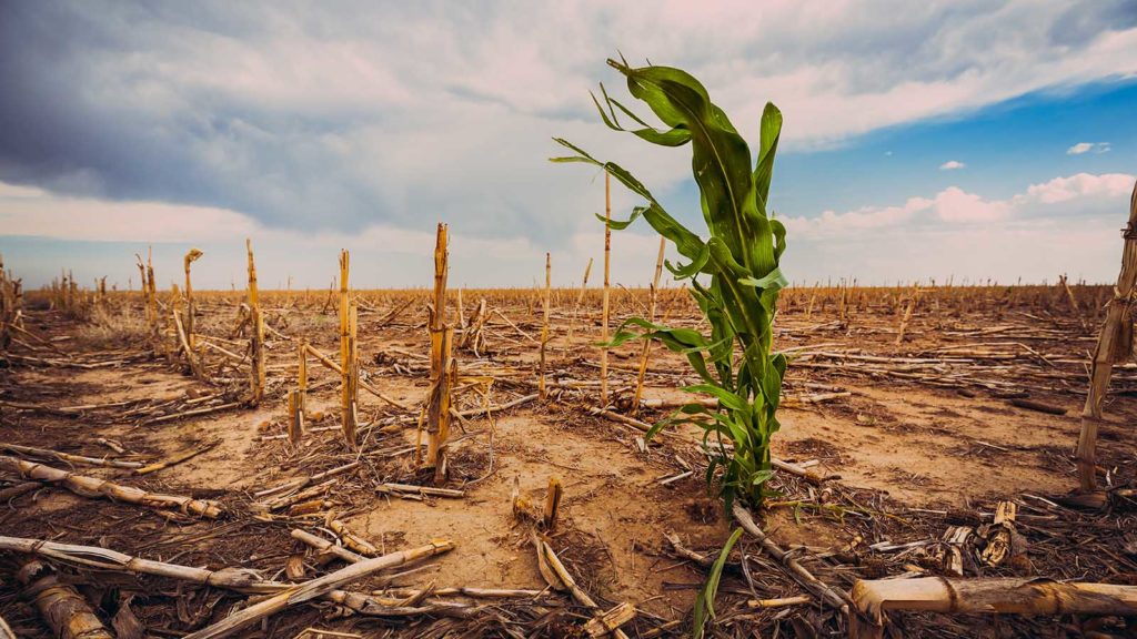Cornfield under a hot sun affected by climate change in an extreme drought